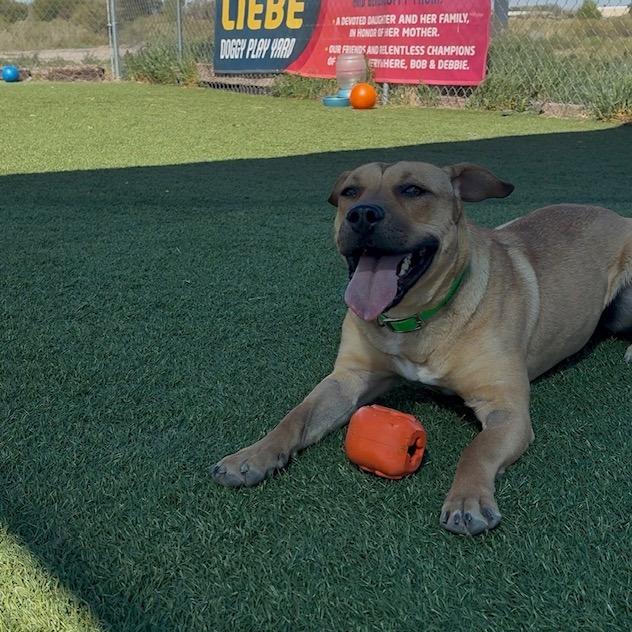 Enlarge Lucy, a Adoptable Mixed Breed in Idaho Falls, ID image 3/6