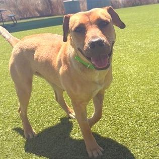 Enlarge Lucy, a Adoptable Mixed Breed in Idaho Falls, ID image 4/6