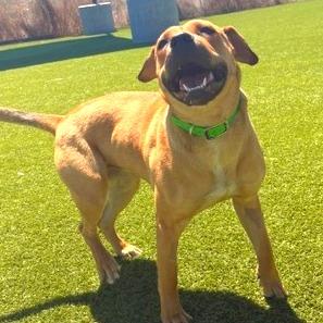 Enlarge Lucy, a Adoptable Mixed Breed in Idaho Falls, ID image 5/6