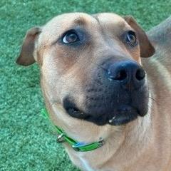 Enlarge Lucy, a Adoptable Mixed Breed in Idaho Falls, ID image 6/6