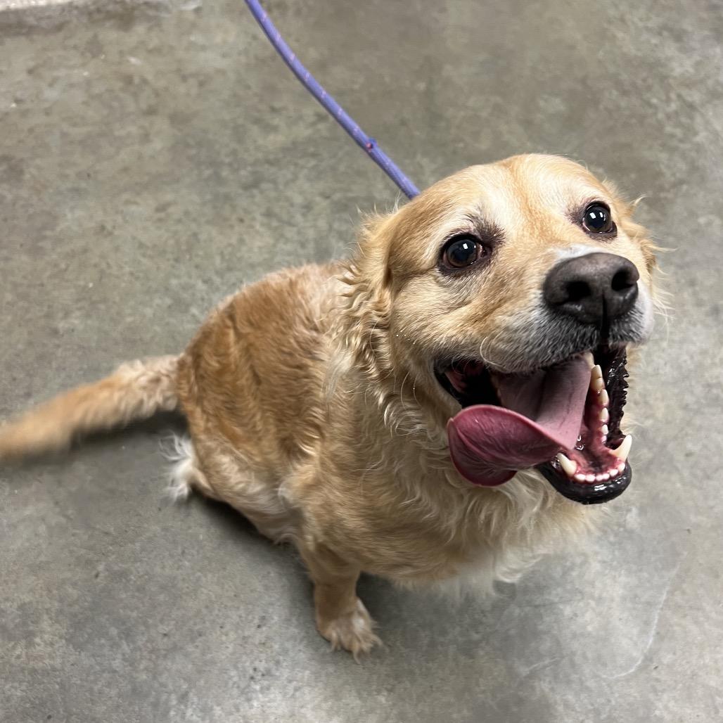 Enlarge Zebro, a Adoptable mixed breed in Manhattan, KS image 1/2