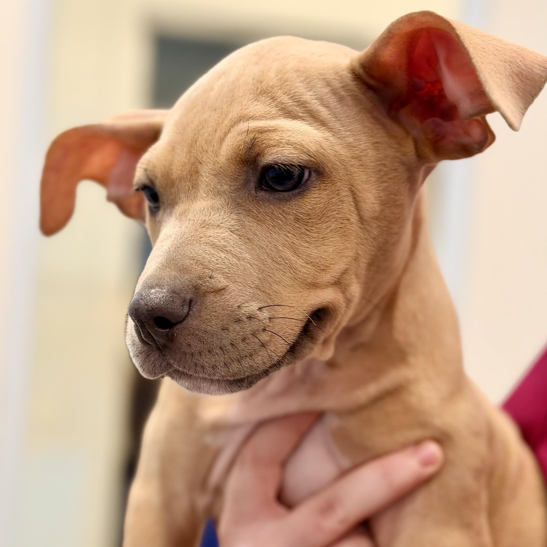Pygmy, adopted, Puppy Male Pit Bull Terrier.