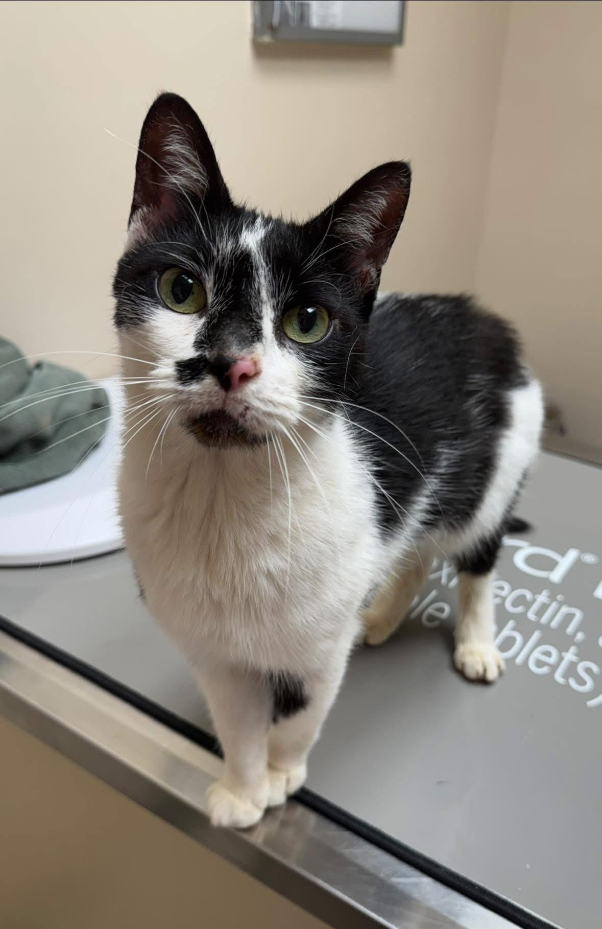 Genesis, Adoptable, Young Female Domestic Short Hair.