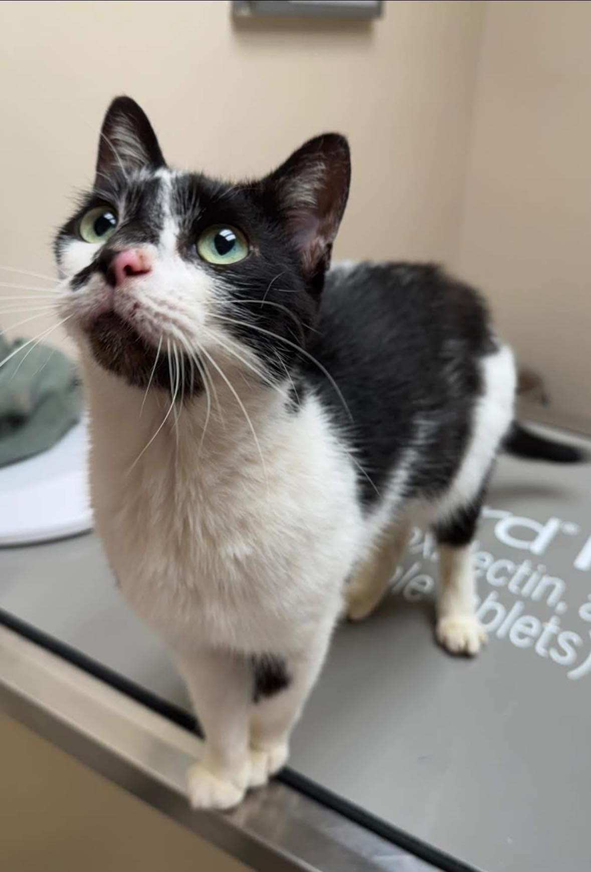 Enlarge Genesis, an adopted Domestic Short Hair in Oak Ridge, TN image 2/3