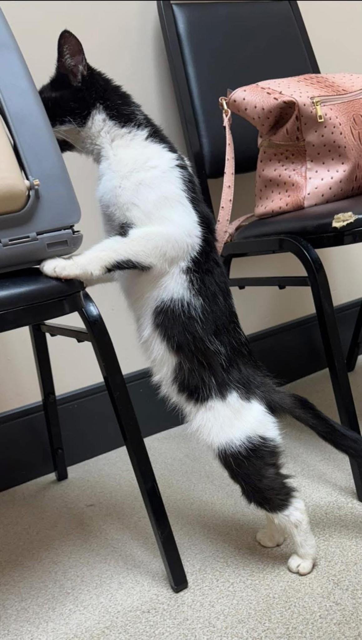 Enlarge Genesis, an adopted Domestic Short Hair in Oak Ridge, TN image 3/3