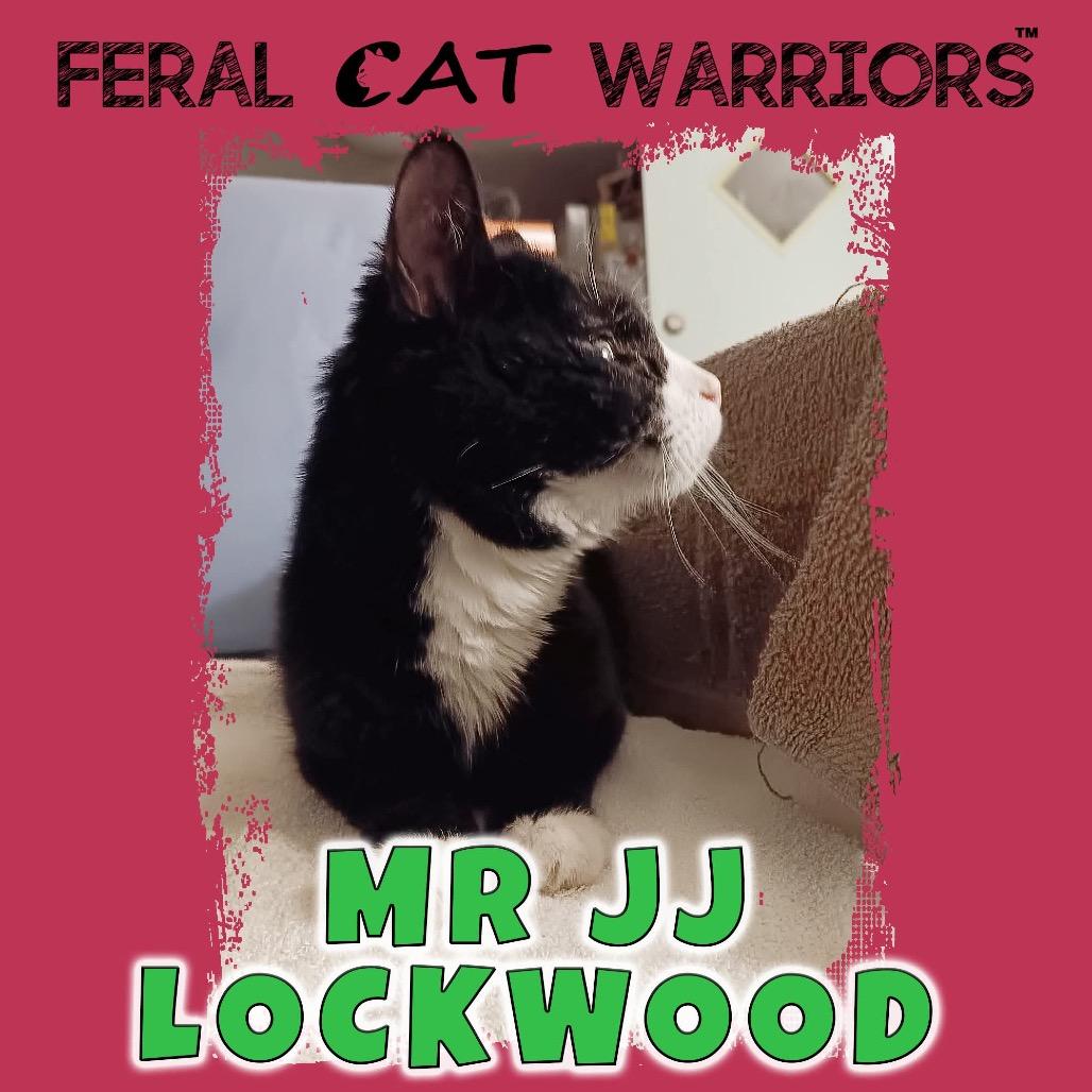 Mr. J.J. Lockwood, Adoptable, Senior Male Domestic Short Hair.