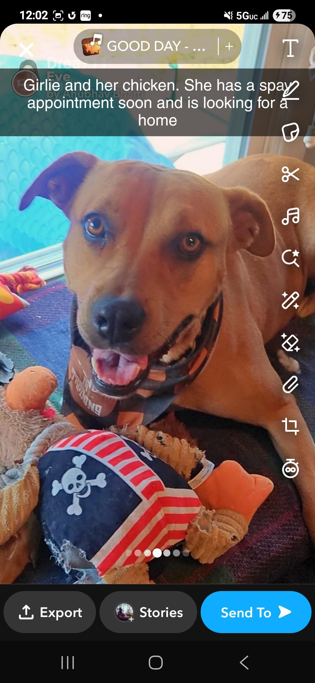 Enlarge GIRLIE, a Adoptable mixed breed in Huntington, NY image 1/1