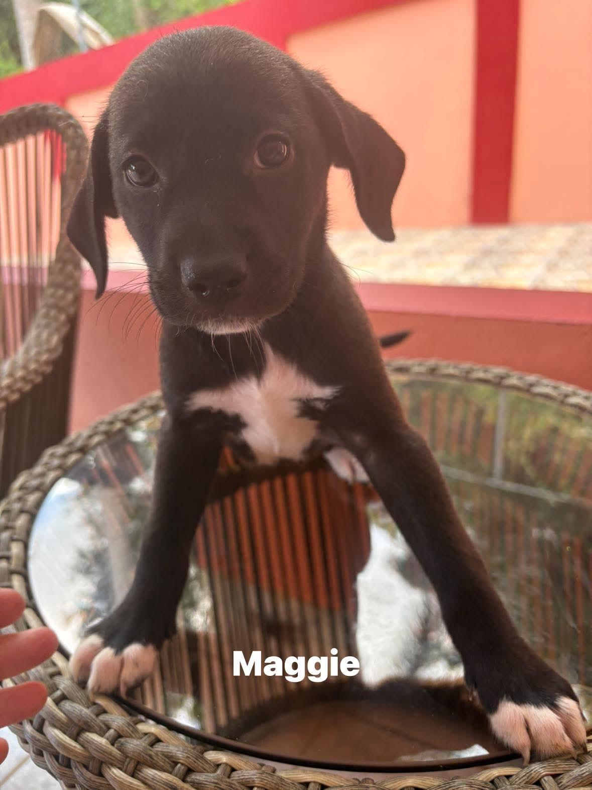 Maggie, adopted, Puppy Female Labrador Retriever.
