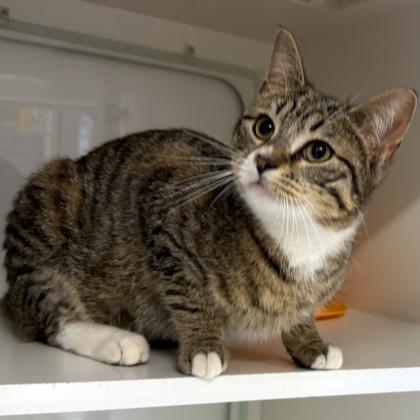 Ditto, Adoptable, Adult Male Domestic Short Hair & Domestic Short Hair.