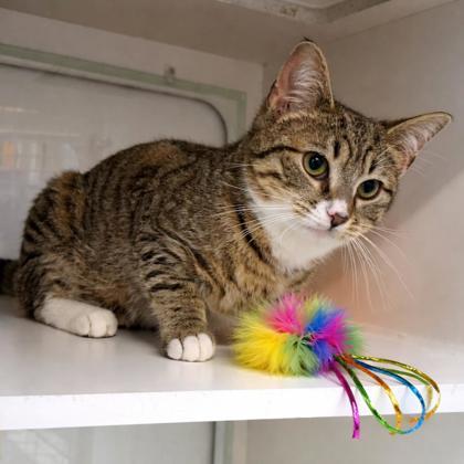 Enlarge Ditto, a Adoptable mixed breed in Voorhees, NJ image 2/3