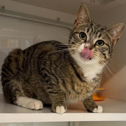 Enlarge Ditto, a Adoptable mixed breed in Voorhees, NJ image 3/3