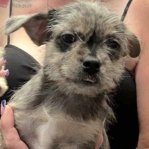 ADELE, ADOPTABLE, Puppy Female Terrier & French Bulldog.