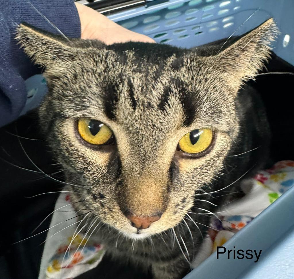 Prissy, Adoptable, Adult Female Domestic Short Hair.