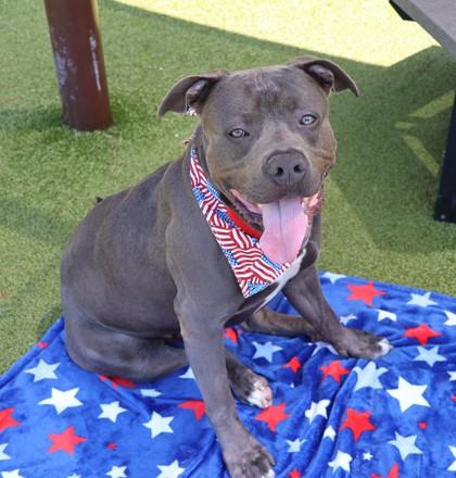 King Kong, a ADOPTABLE Mixed Breed in Athens, GA image 2/6