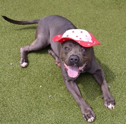 King Kong, ADOPTABLE, Adult Male Mixed Breed.