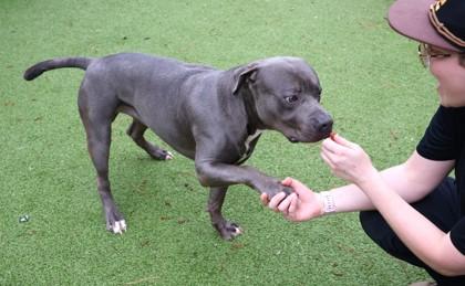 King Kong, a ADOPTABLE Mixed Breed in Athens, GA image 6/6