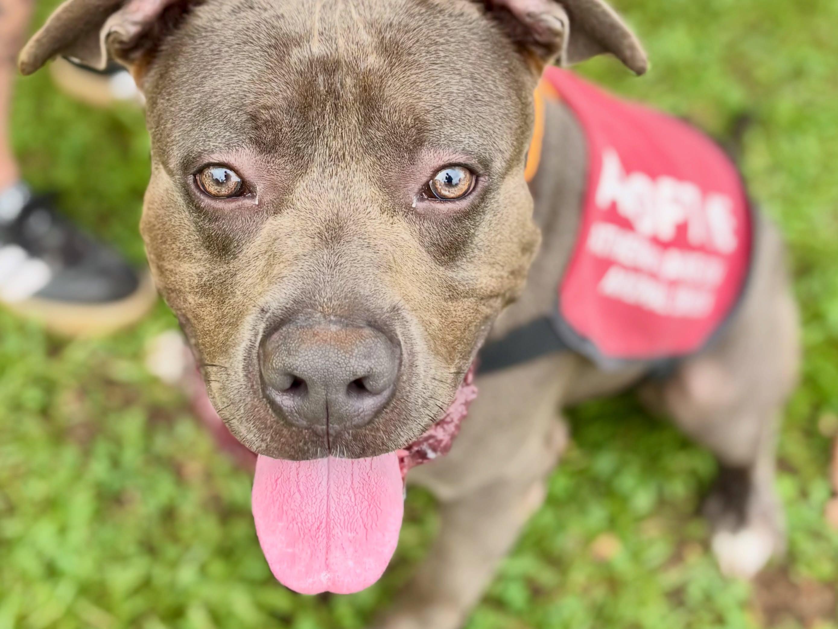 King Kong, a ADOPTABLE Mixed Breed in Athens, GA image 3/6