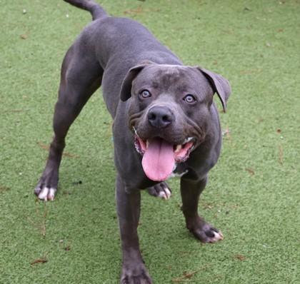 King Kong, a ADOPTABLE Mixed Breed in Athens, GA image 5/6