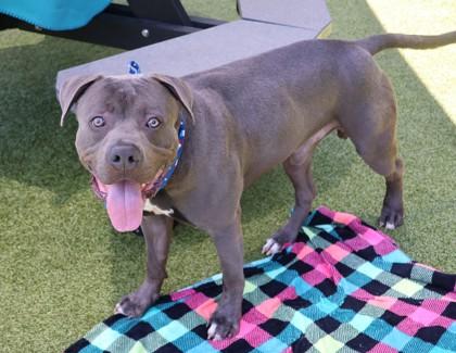 King Kong, a ADOPTABLE Mixed Breed in Athens, GA image 4/6