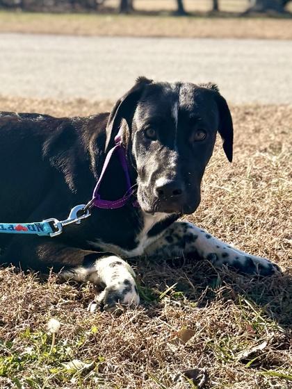 Spencer, Adoptable, Young Male Great Dane & Mixed Breed.