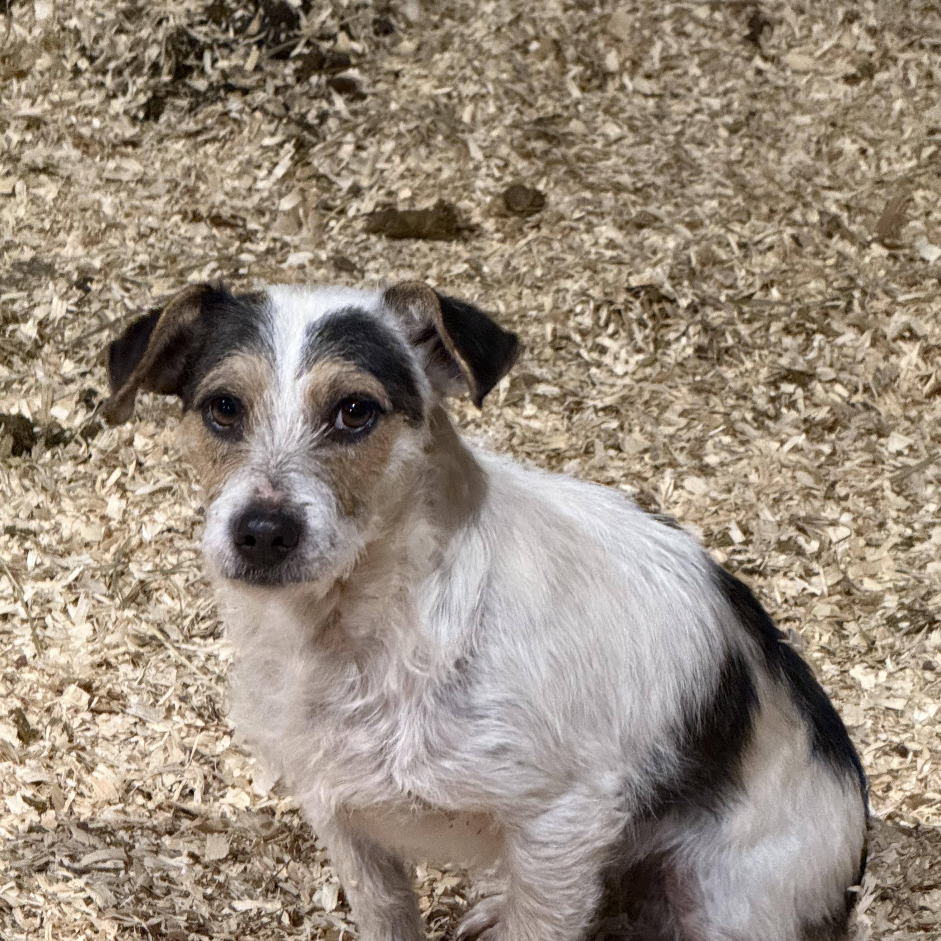 Enlarge Artie, an adopted mixed breed in Fries, VA image 1/3