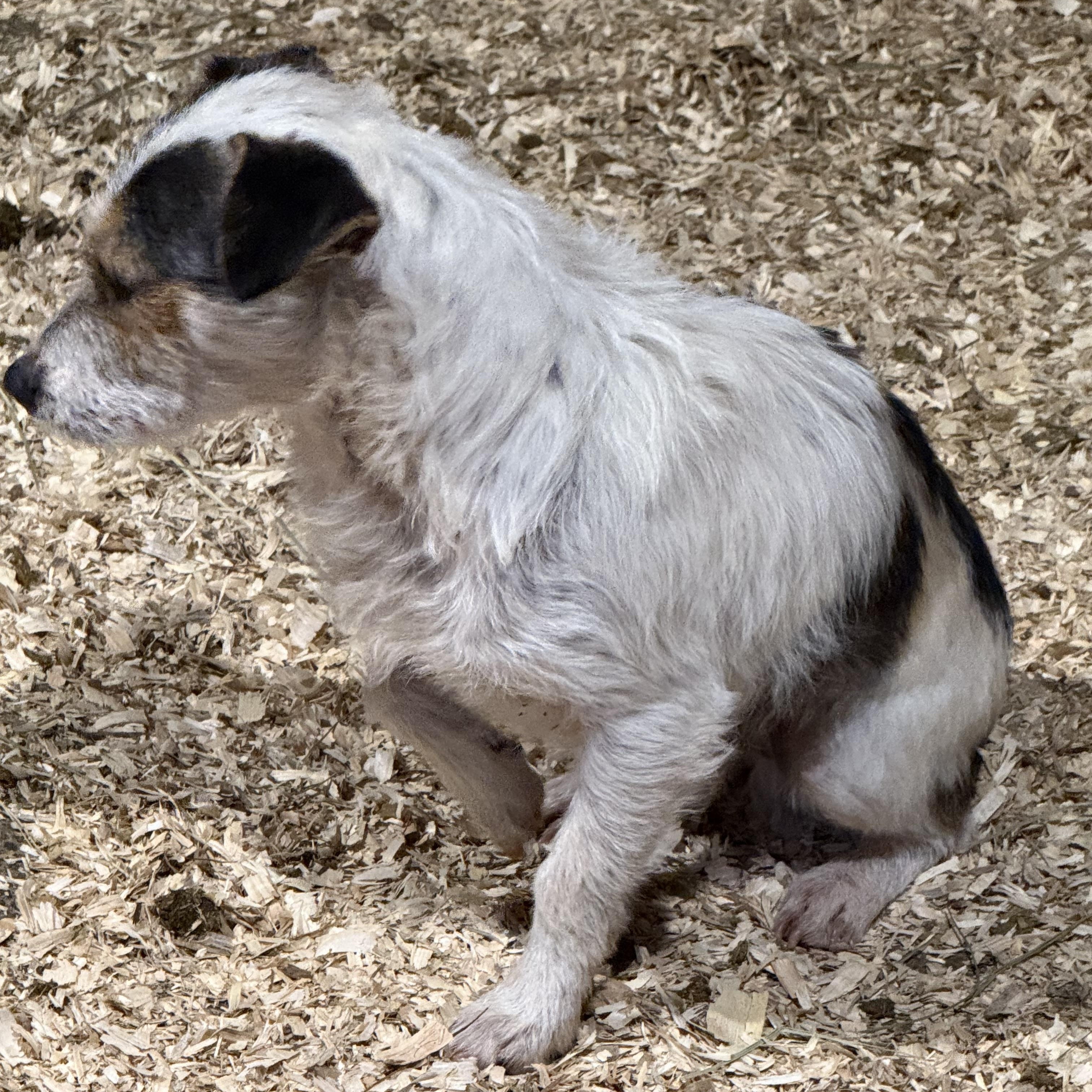 Enlarge Artie, an adopted mixed breed in Fries, VA image 3/3