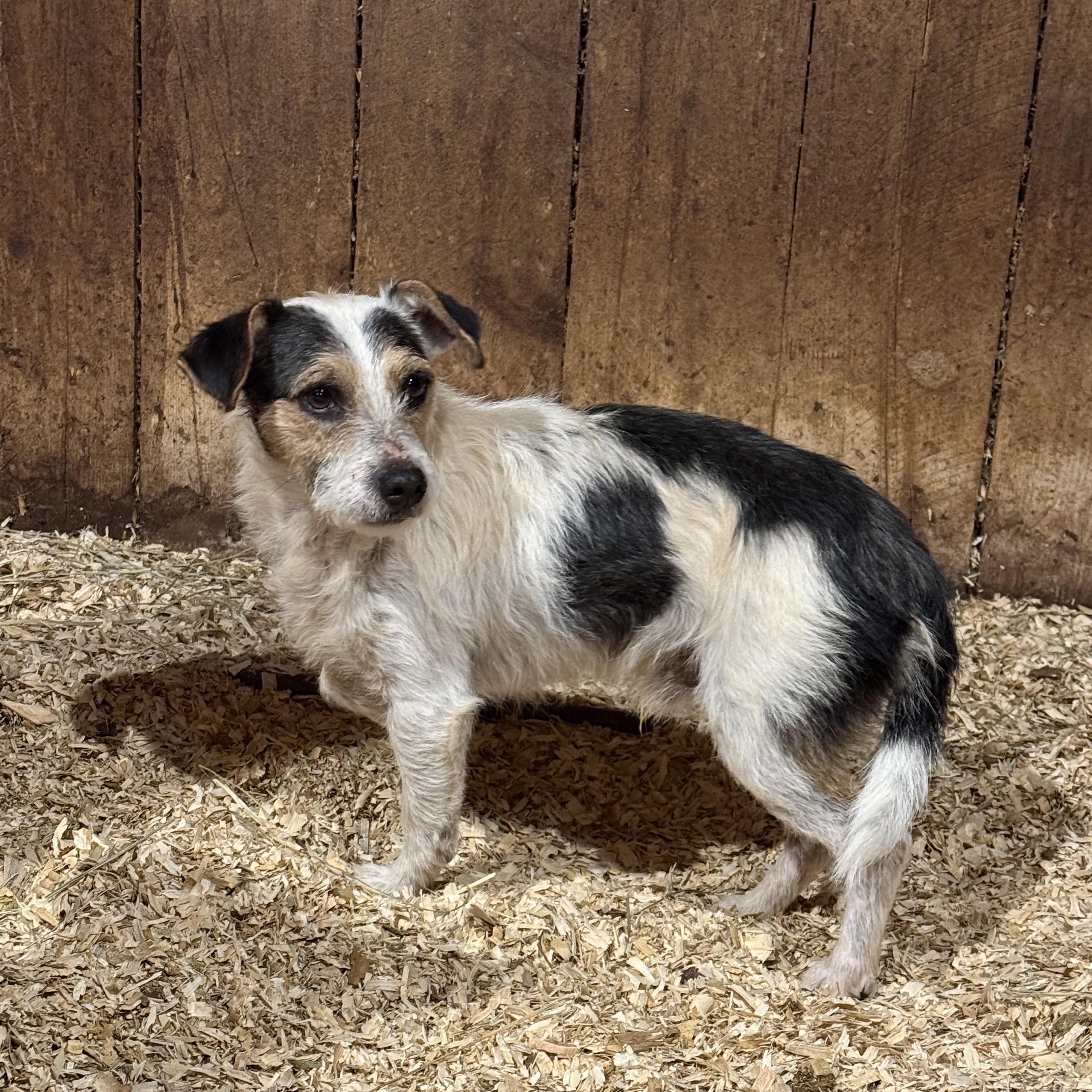 Enlarge Artie, an adopted mixed breed in Fries, VA image 2/3