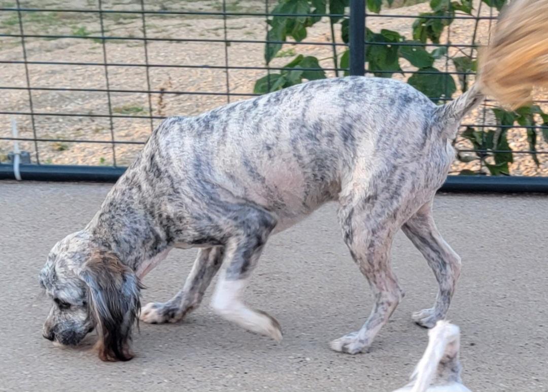 Benjamin, Adoptable, Young Male Shih Tzu.
