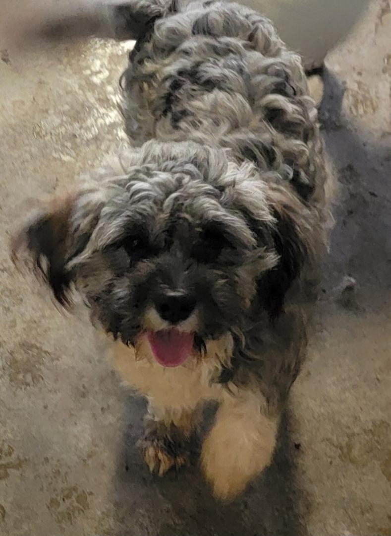 Benjamin, a Adoptable mixed breed in Richland Center, WI image 2/3