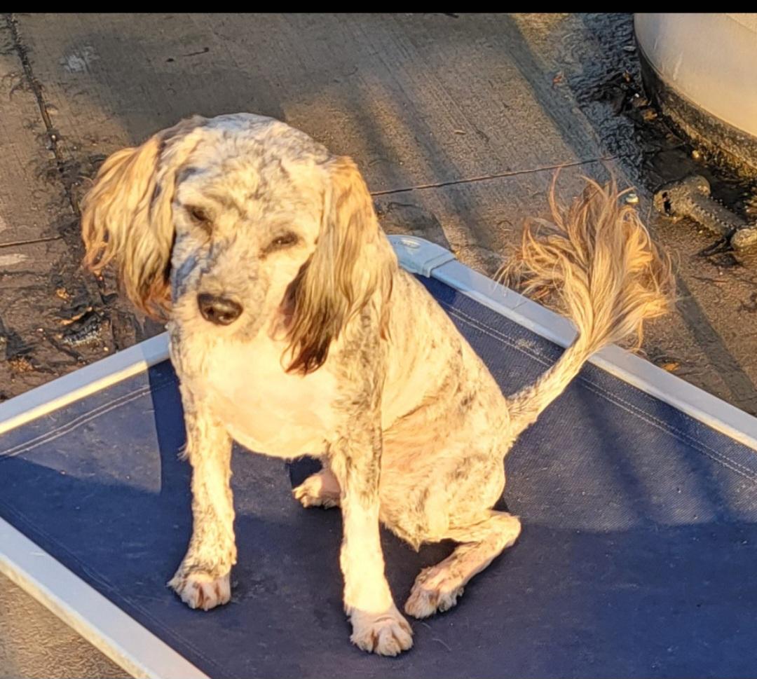 Benjamin, a Adoptable mixed breed in Richland Center, WI image 3/3