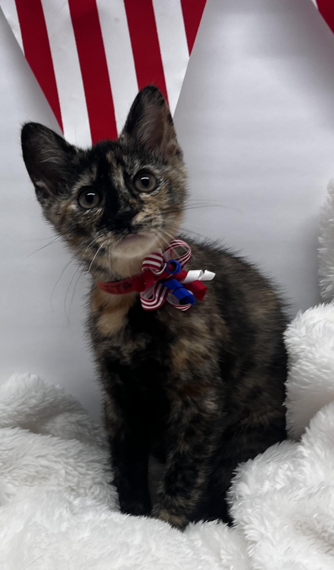 Lita, Baby Female Tortoiseshell