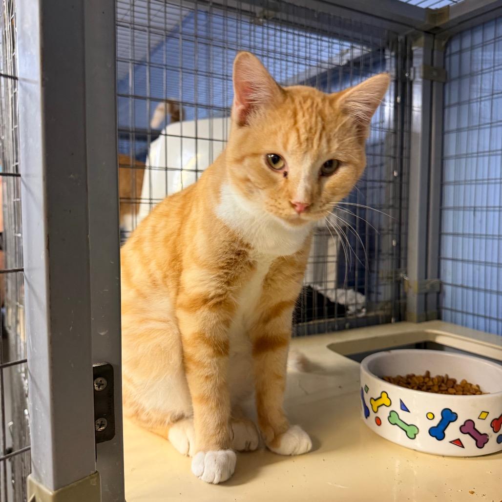 Jones, Adoptable, Adult Male Domestic Short Hair.