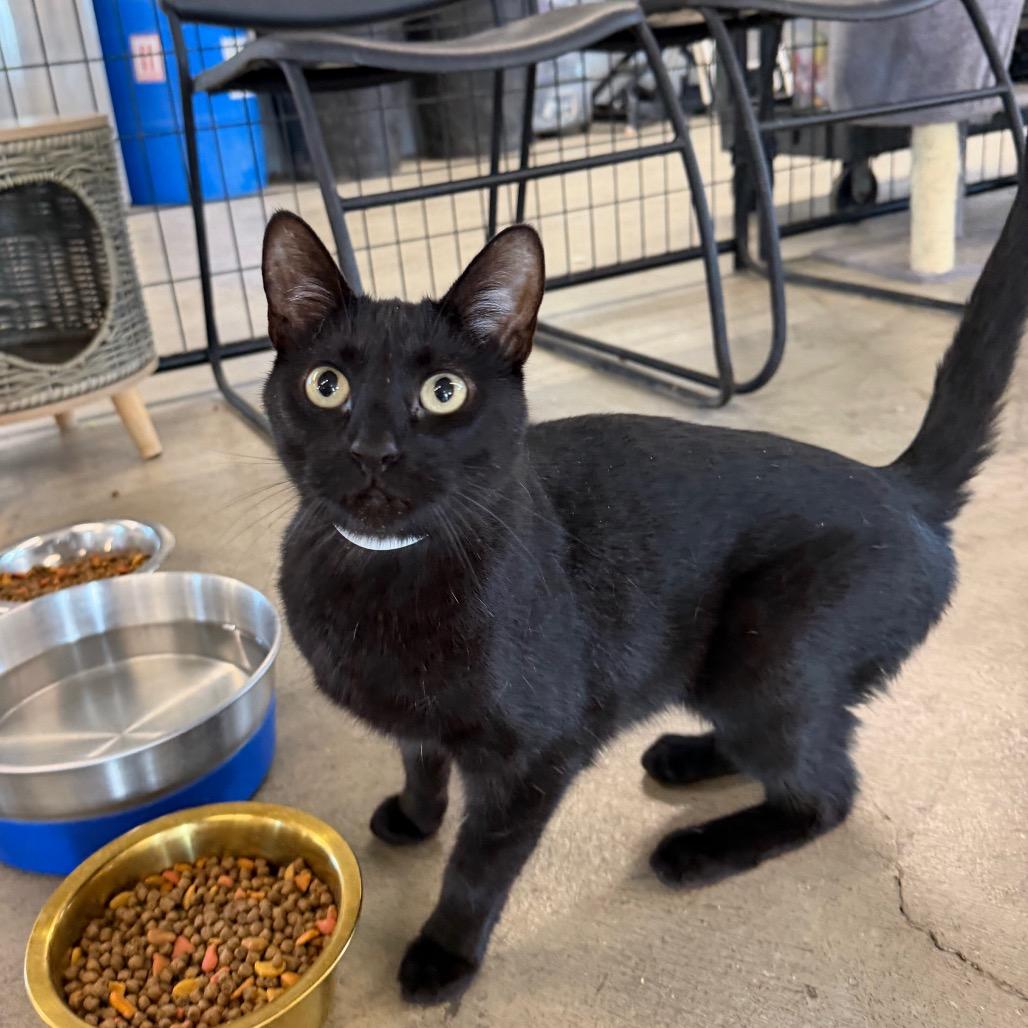Enlarge Brazil, a Adoptable Domestic Short Hair in Spanish Fork, UT image 1/1