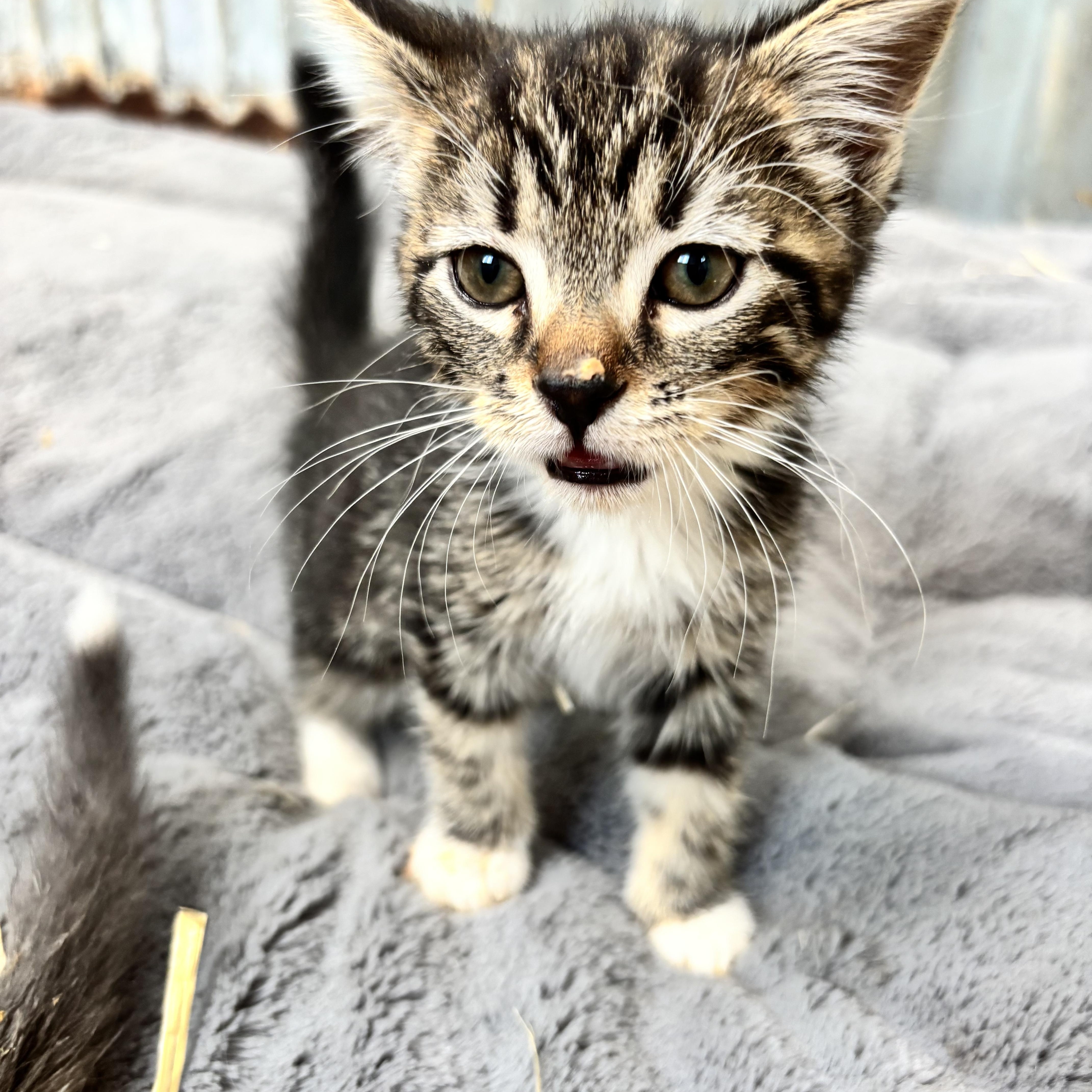 Enlarge Noodle, an adoptable Tabby in San Diego, CA image 2/2