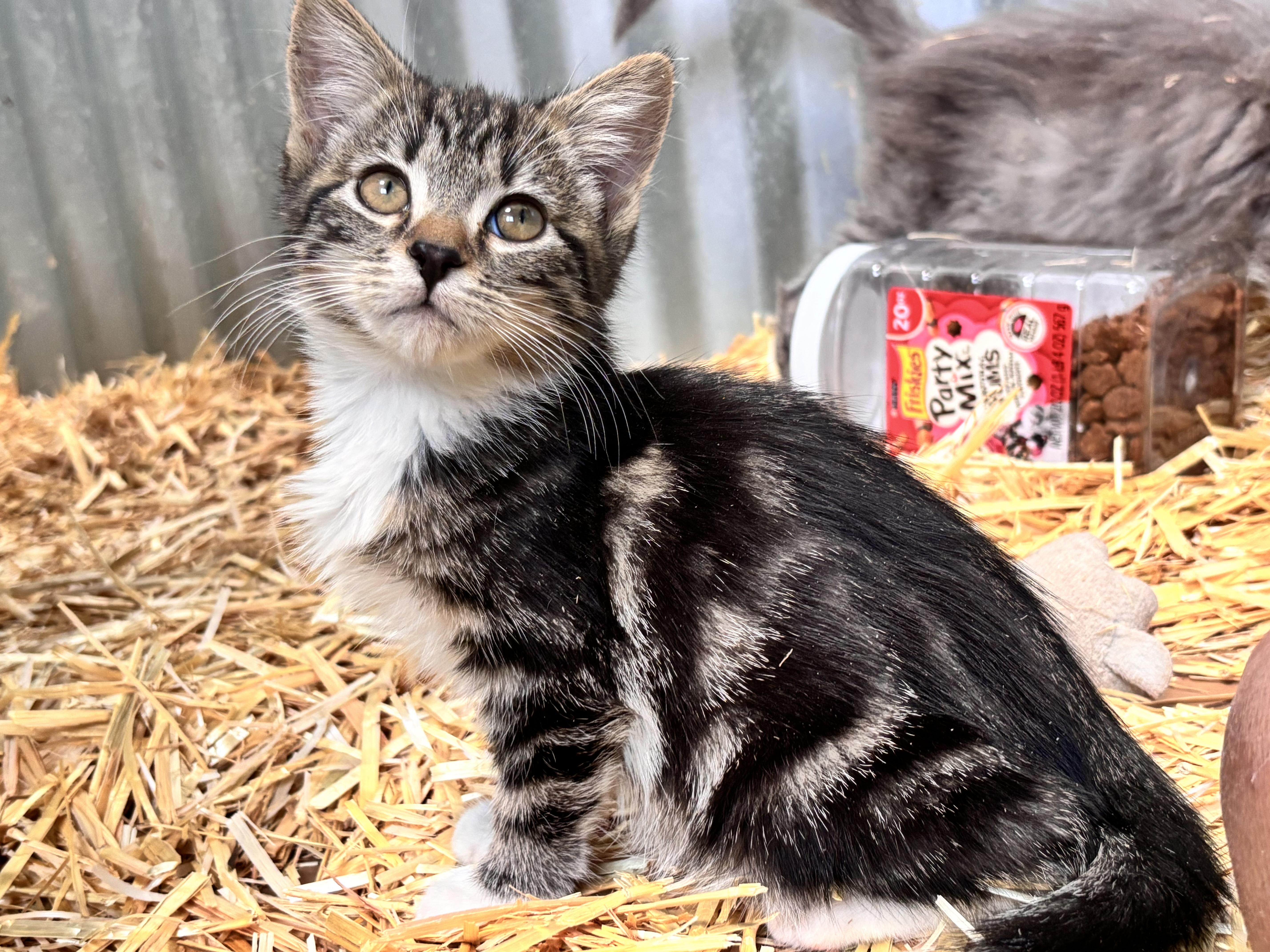 Enlarge Noodle, an adoptable Tabby in San Diego, CA image 1/2