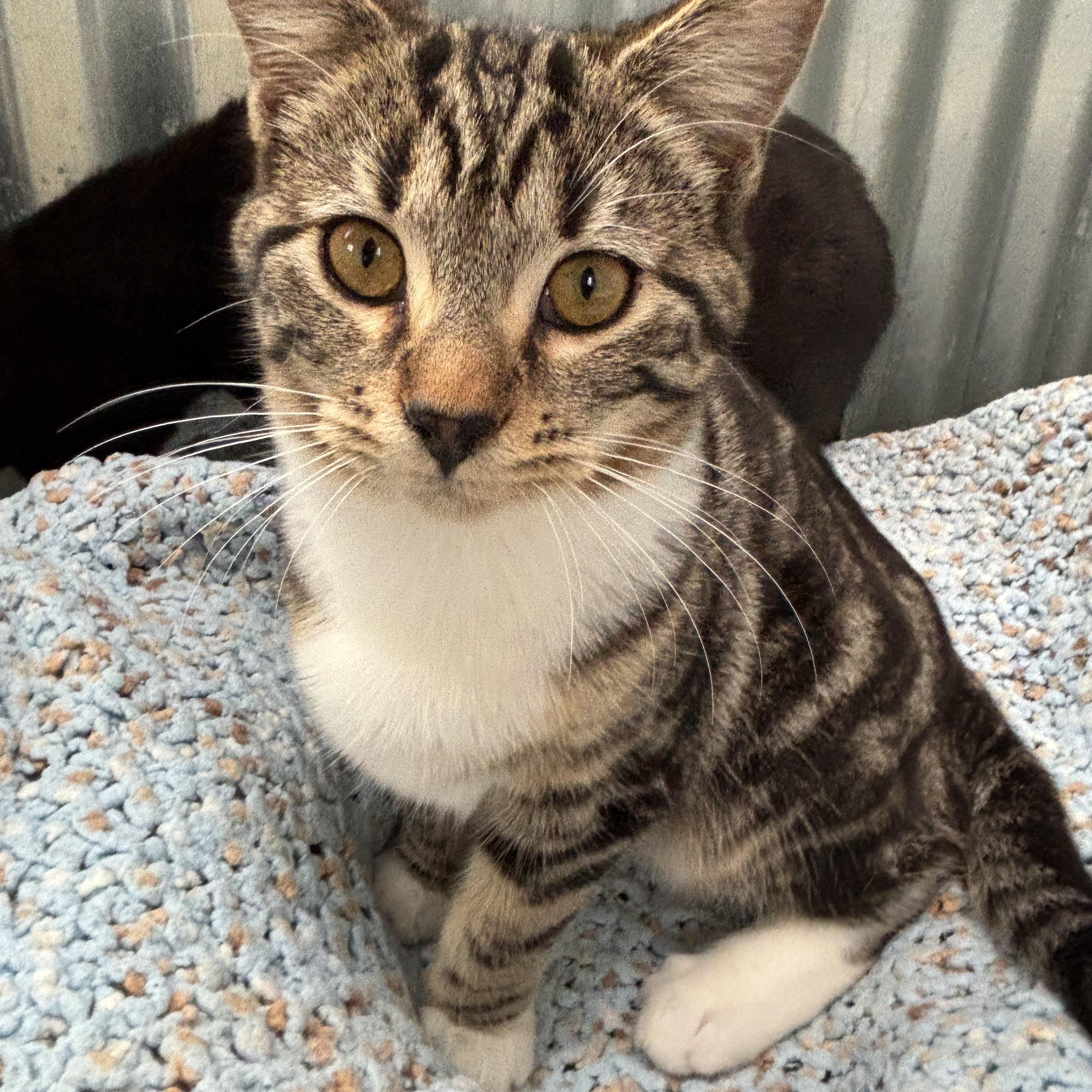 Cookie, adoptable, Young Female Tabby.