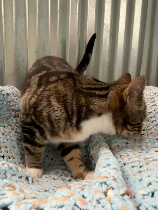 Enlarge Cookie, an adoptable Tabby in San Diego, CA video 3/3
