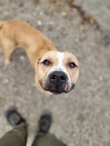 ARLO, Adoptable, Adult Male American Staffordshire Terrier & Mixed Breed.