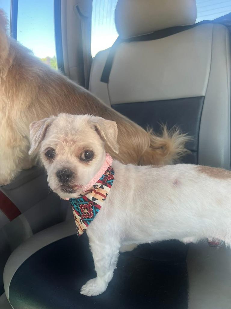 Ellie, Adopted, Senior Female Shih Tzu.