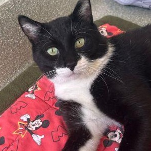 Enlarge Tripp, a ADOPTABLE Domestic Short Hair in Chicago, IL image 1/5