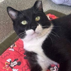 Enlarge Tripp, a ADOPTABLE Domestic Short Hair in Chicago, IL image 2/5