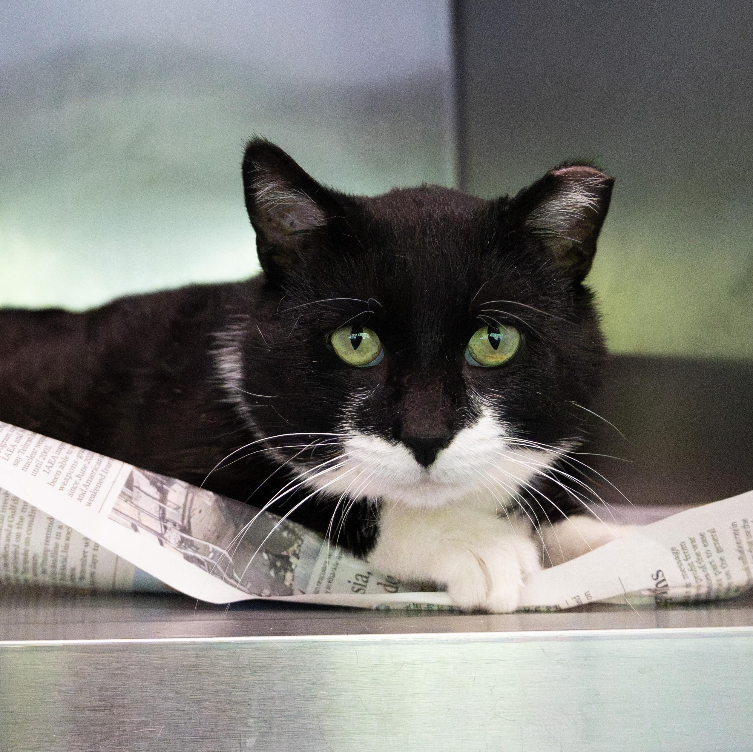 Enlarge Tripp, a ADOPTABLE Domestic Short Hair in Chicago, IL image 4/5