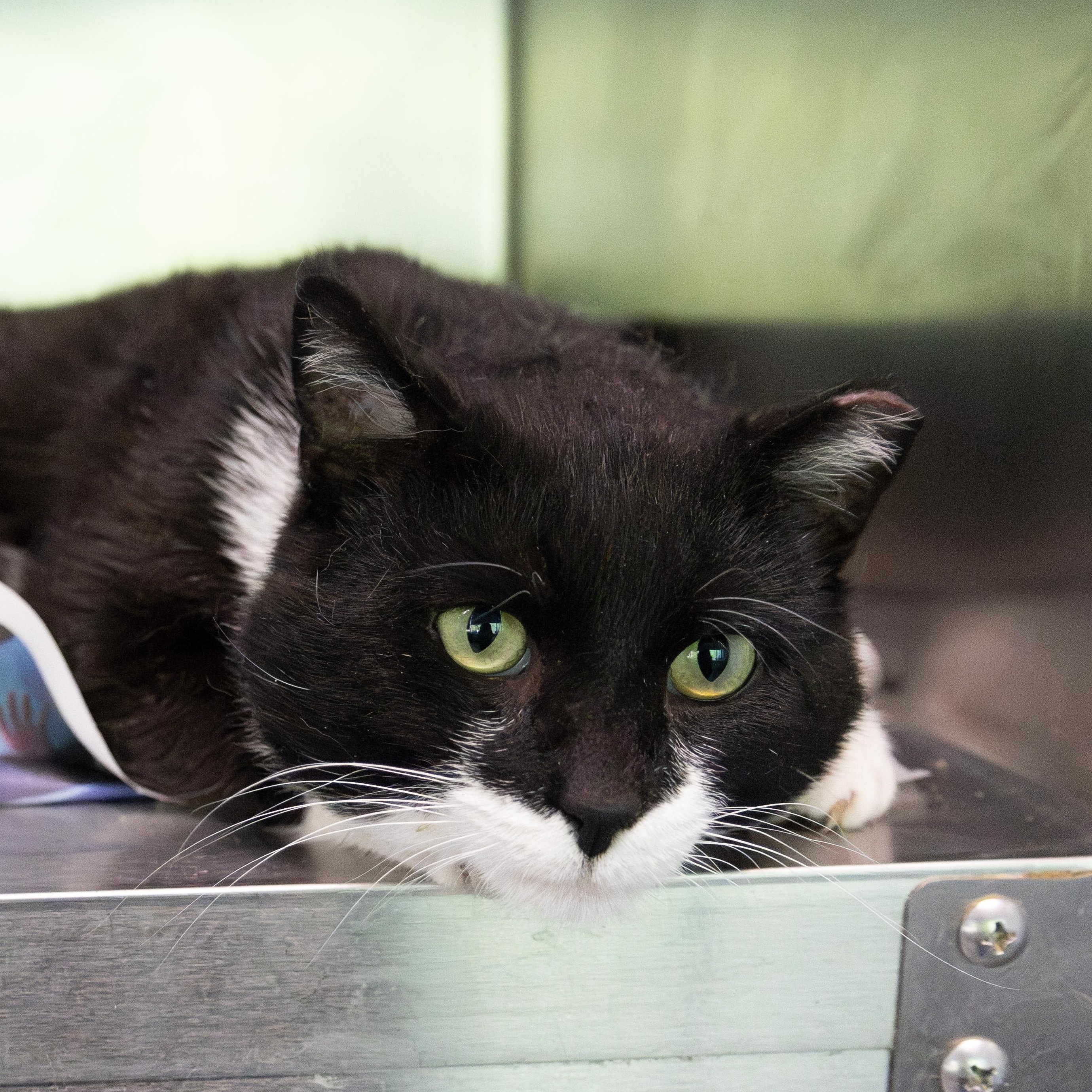 Enlarge Tripp, a ADOPTABLE Domestic Short Hair in Chicago, IL image 3/5