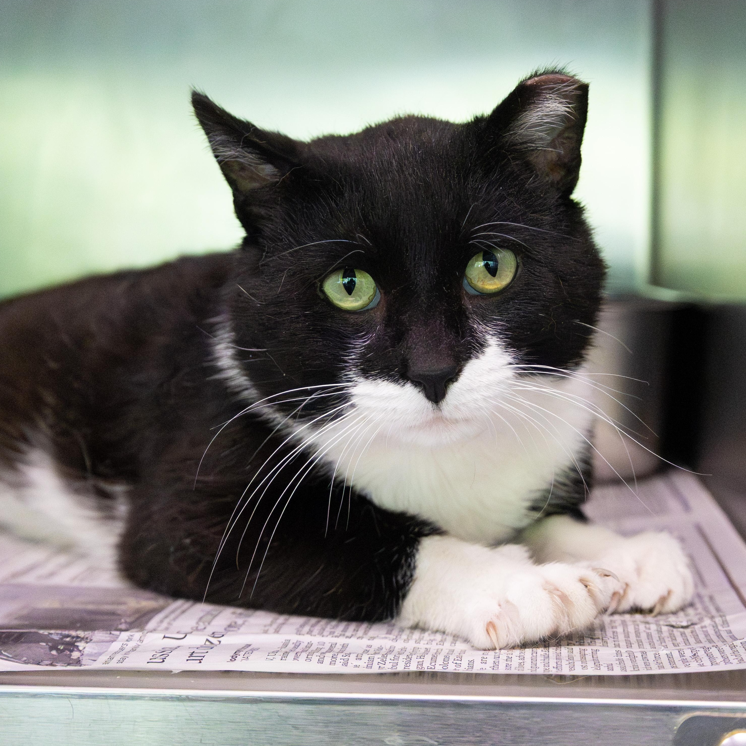 Enlarge Tripp, a ADOPTABLE Domestic Short Hair in Chicago, IL image 5/5