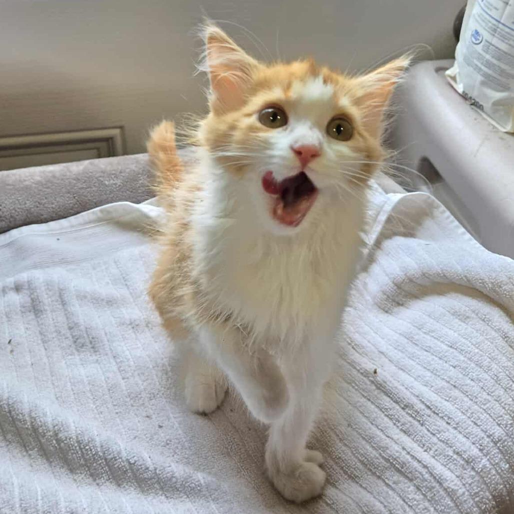 Maple, Adoptable, Kitten Female Domestic Medium Hair.