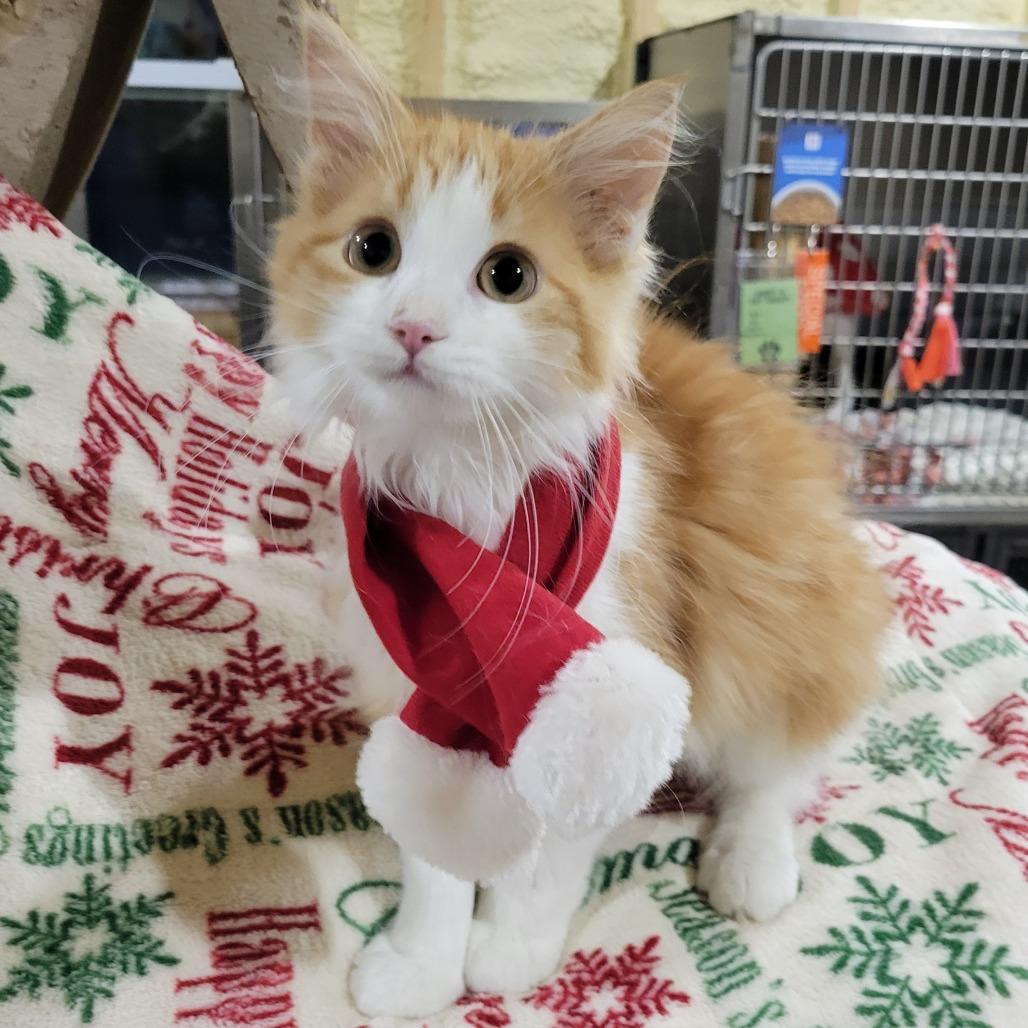 Maple, a Adoptable Domestic Medium Hair in Flower Mound, TX image 2/5