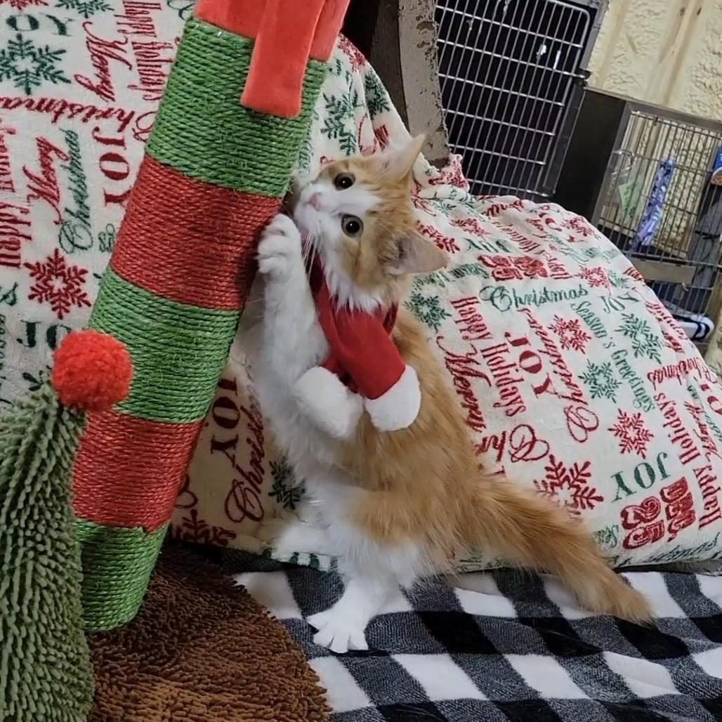 Maple, a Adoptable Domestic Medium Hair in Flower Mound, TX image 3/5