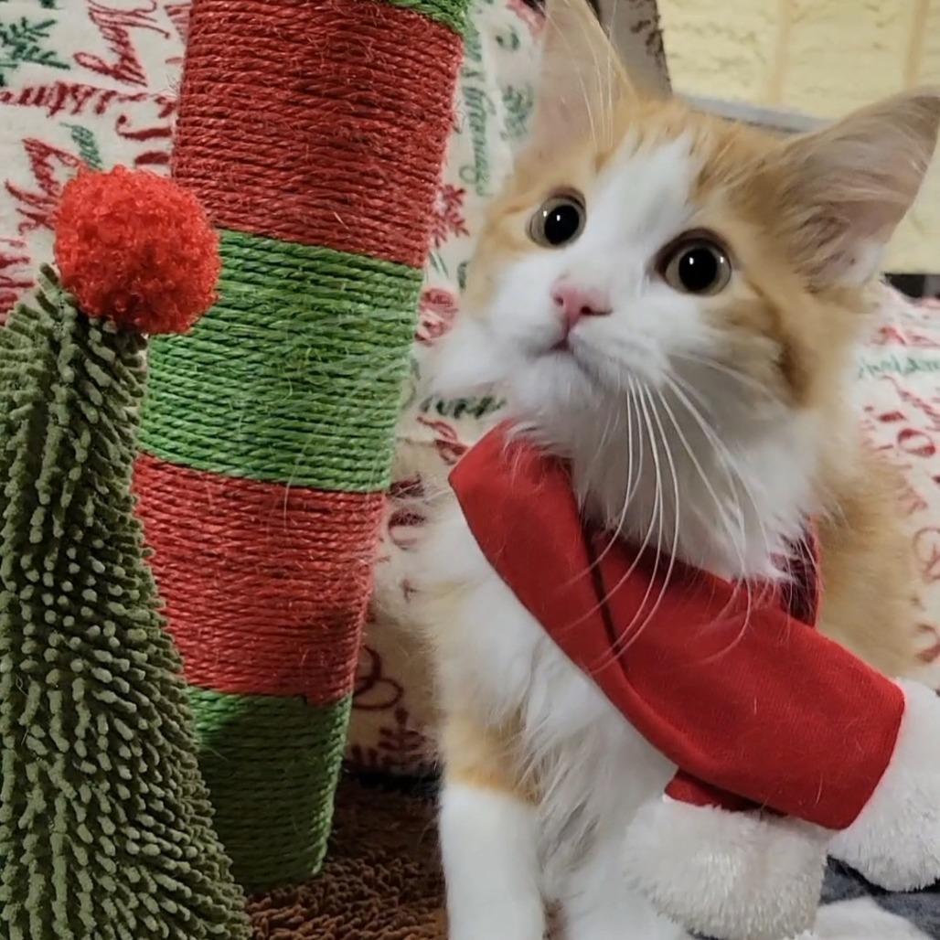Maple, a Adoptable Domestic Medium Hair in Flower Mound, TX image 4/5