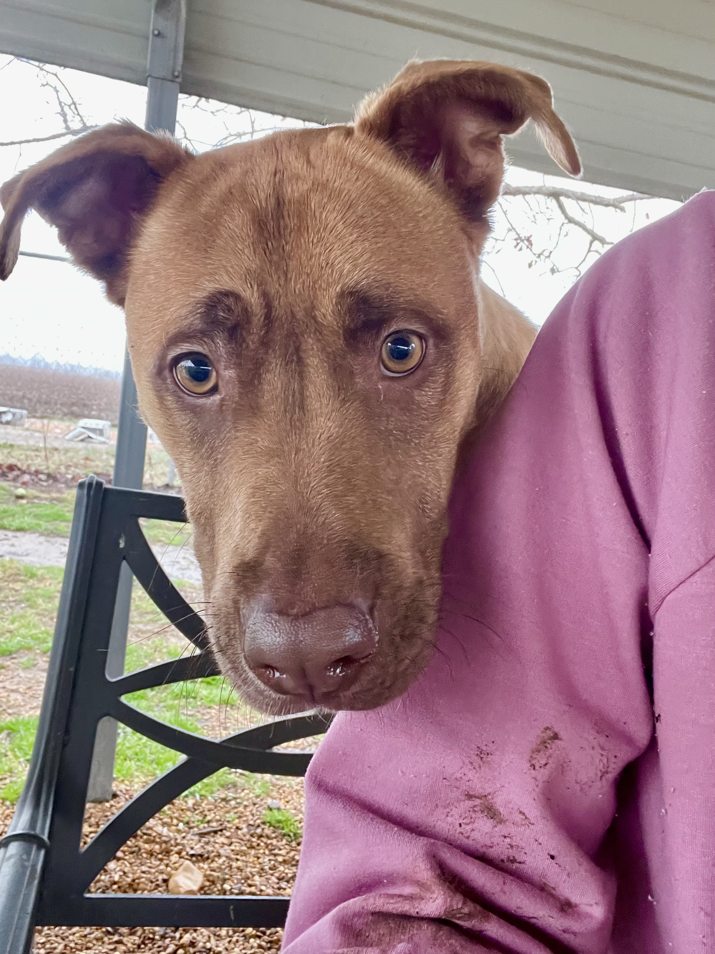 Dog for adoption Timber, a Mixed Breed in Southaven , MS Petfinder