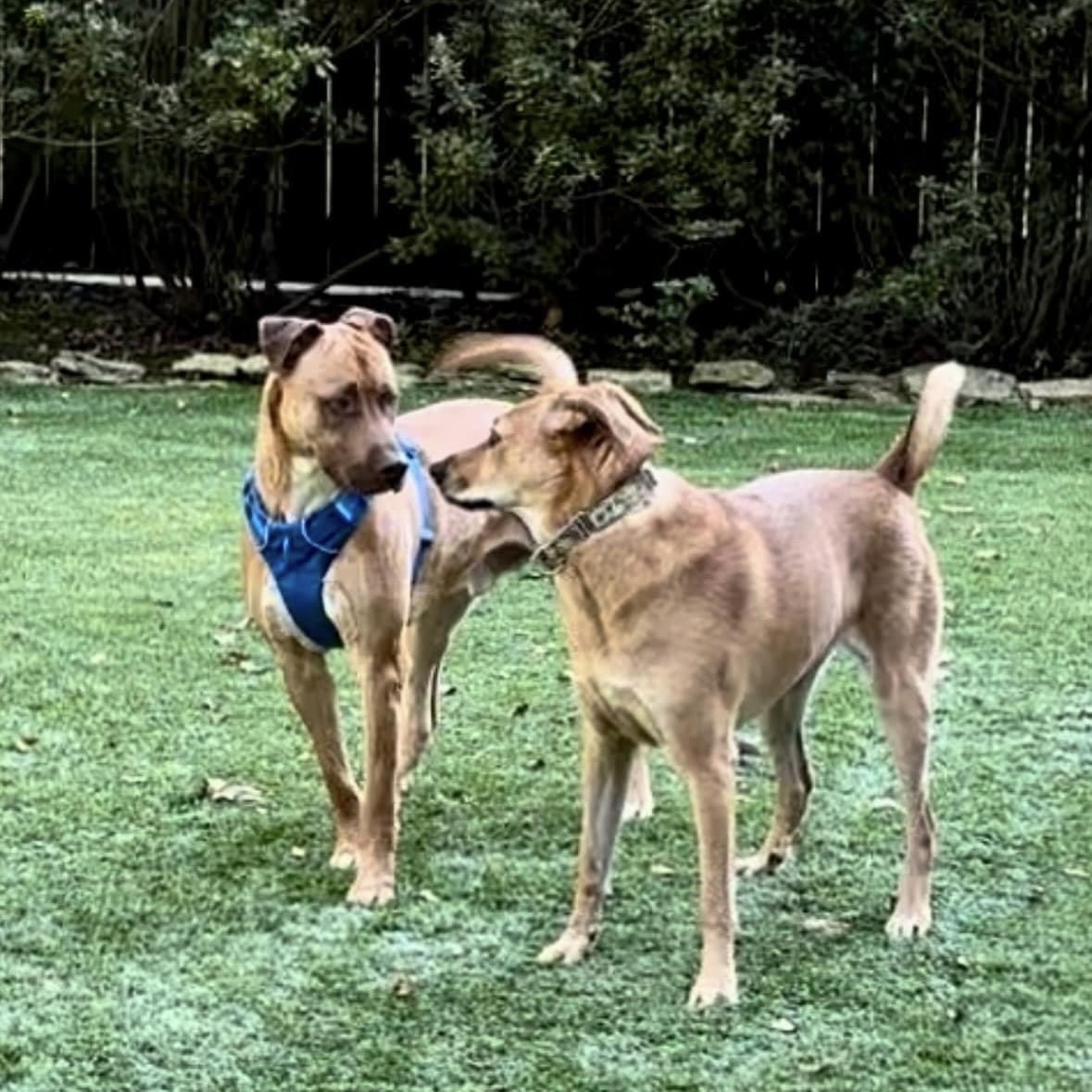 Dog for adoption Timber, a Mixed Breed in Southaven , MS Petfinder